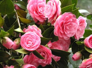 Camellia japonica Dr Tinsley                                          